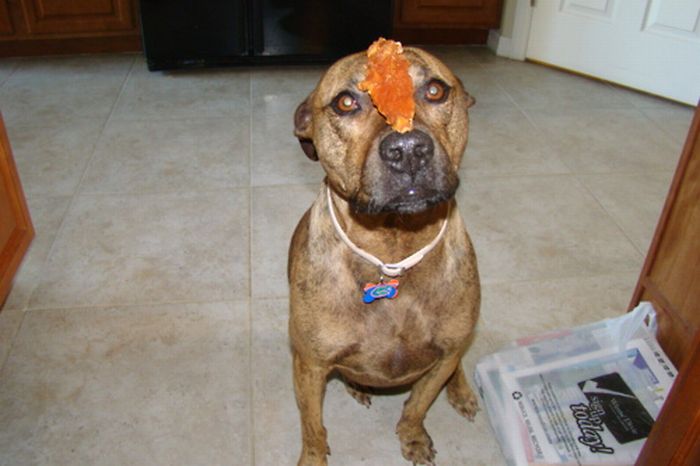 Food on My Dog (59 pics)