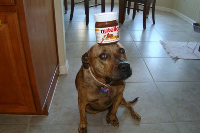 Food on My Dog (59 pics)