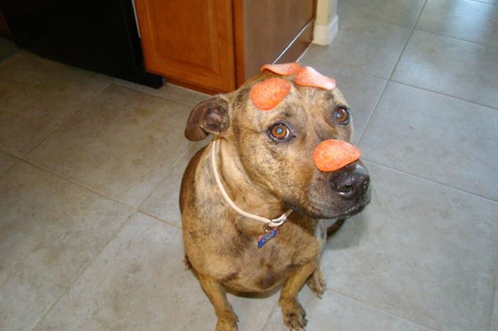 Food on My Dog (59 pics)