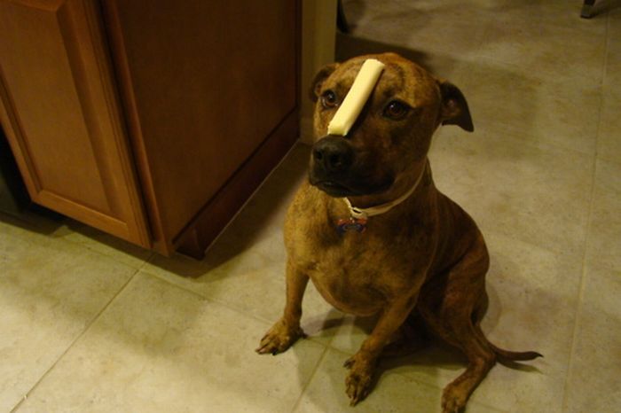 Food on My Dog (59 pics)