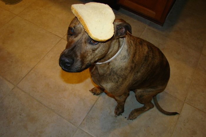 Food on My Dog (59 pics)