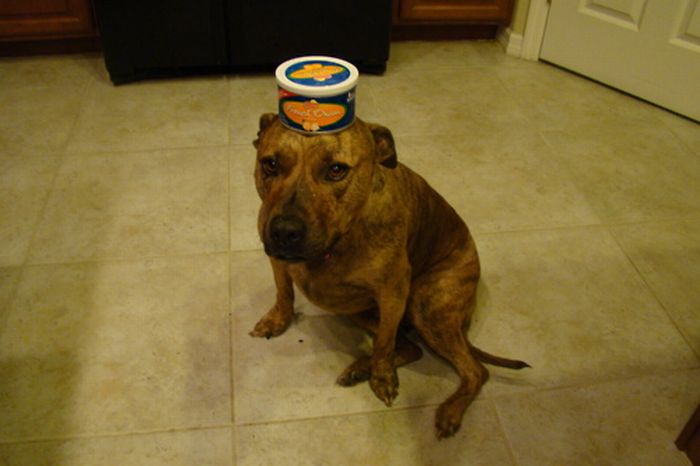 Food on My Dog (59 pics)