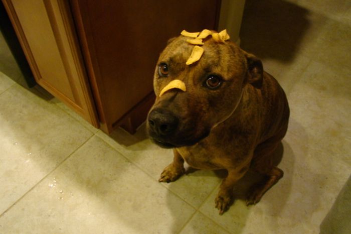 Food on My Dog (59 pics)