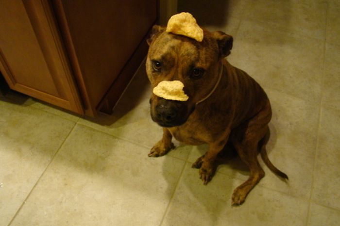 Food on My Dog (59 pics)