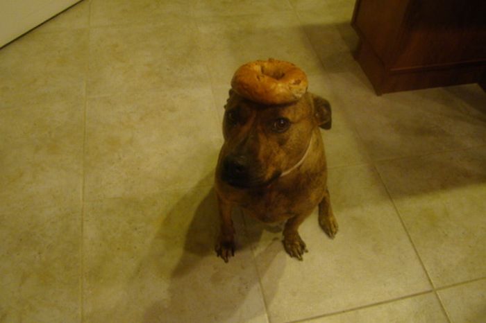 Food on My Dog (59 pics)