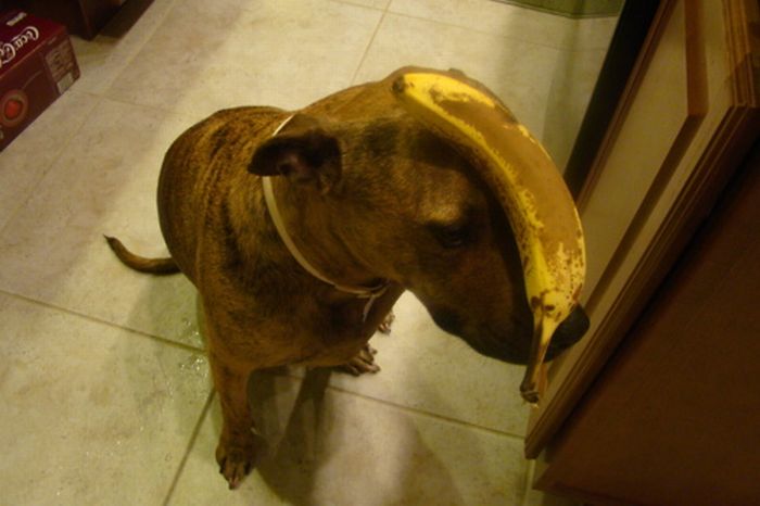 Food on My Dog (59 pics)