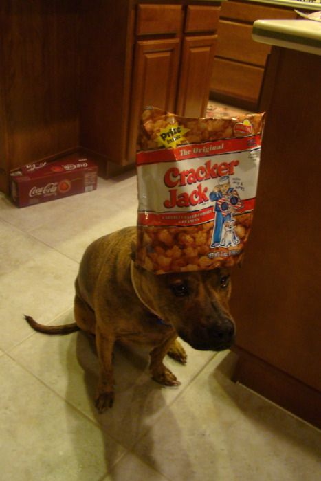 Food on My Dog (59 pics)