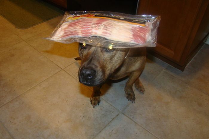 Food on My Dog (59 pics)