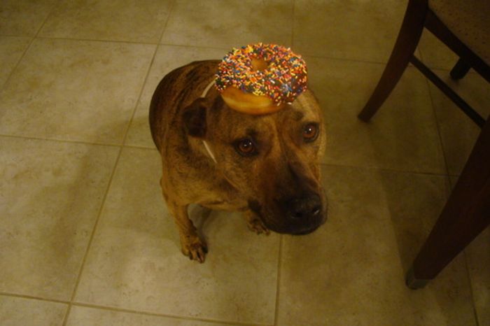 Food on My Dog (59 pics)