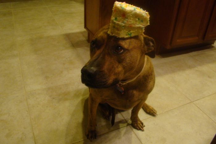 Food on My Dog (59 pics)