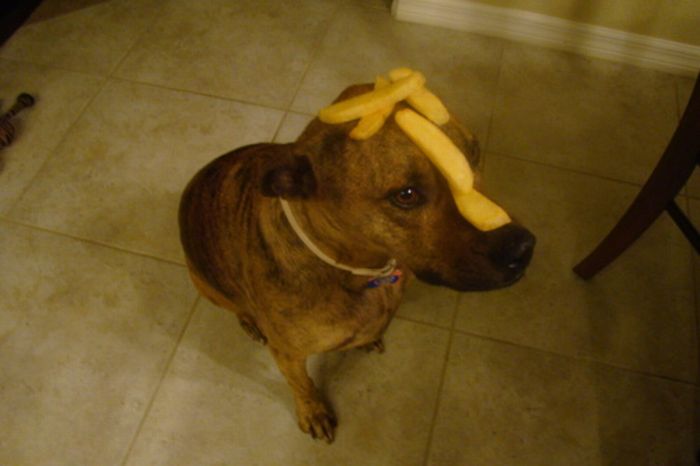 Food on My Dog (59 pics)