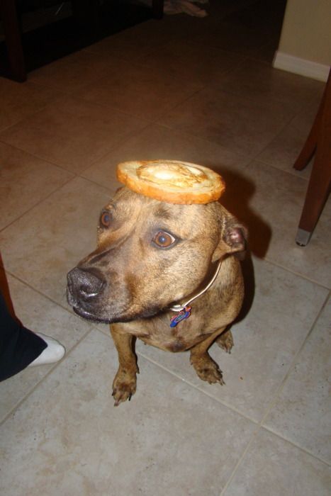 Food on My Dog (59 pics)