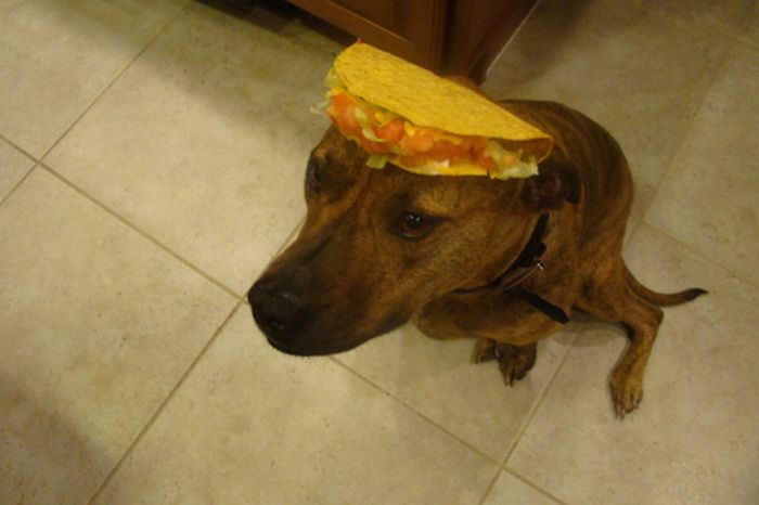 Food on My Dog (59 pics)