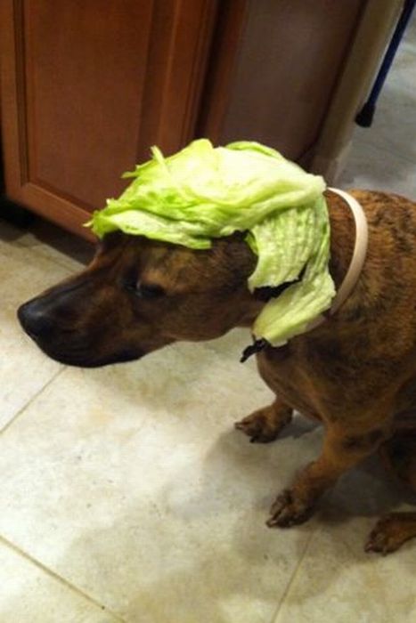 Food on My Dog (59 pics)