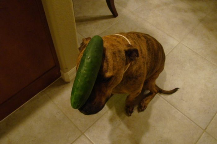 Food on My Dog (59 pics)