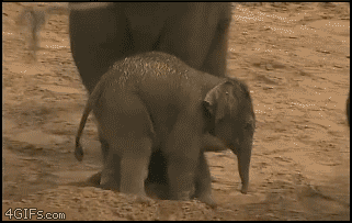 Fail Gifs (25 gifs)