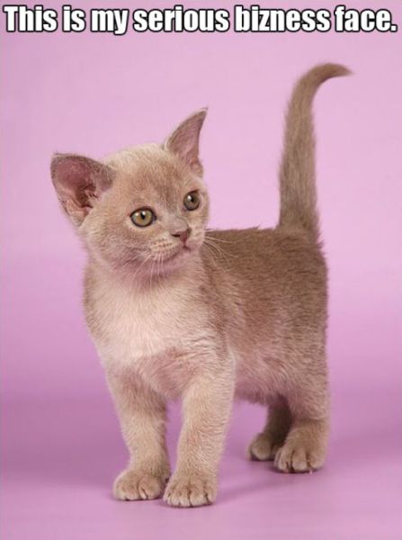Seymour the Kitten (15 pics)