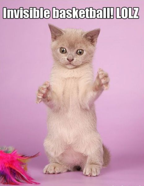 Seymour the Kitten (15 pics)