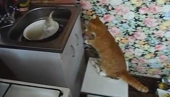 Funny Cat vs Big Fish