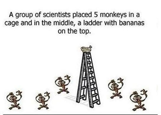 Five Monkeys (7 pics)