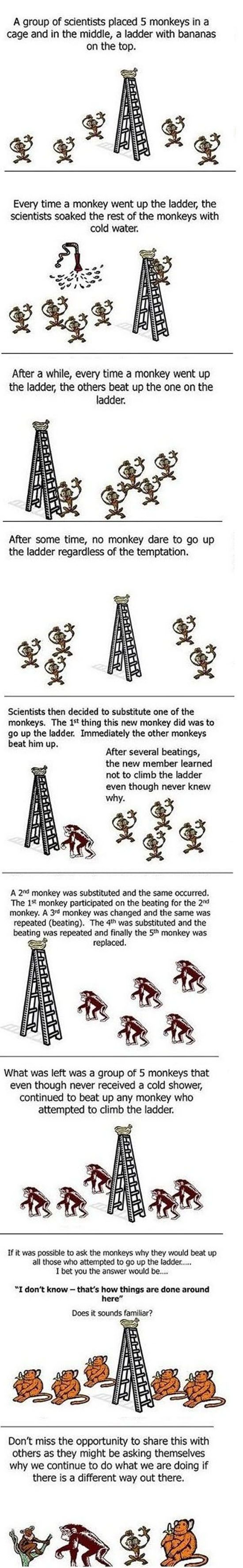 Five Monkeys (7 pics)