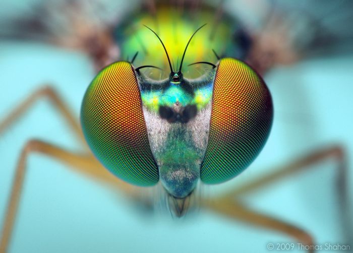 Macro Bug Portraiture by Thomas Shahan (28 pics)