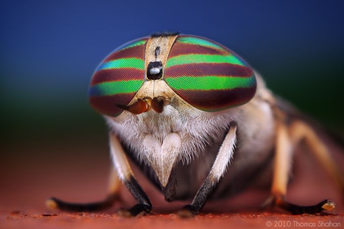 Macro Bug Portraiture by Thomas Shahan (28 pics)