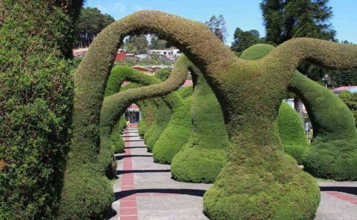 Topiary Art (25 pics)