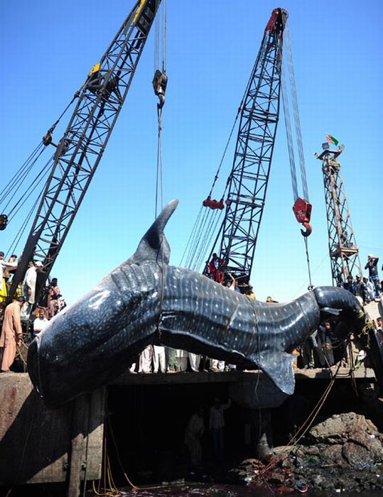 Giant Whale Shark Caught in Pakistan (8 pics)