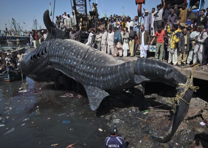 Giant Whale Shark Caught in Pakistan (8 pics)