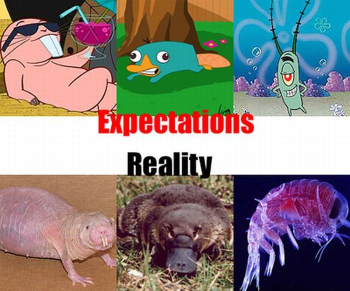 Expectations vs Reality (12 pics)