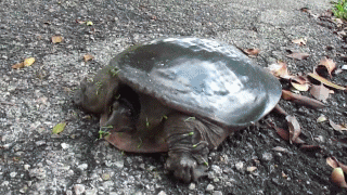 Acid Gifdump (10 gifs)