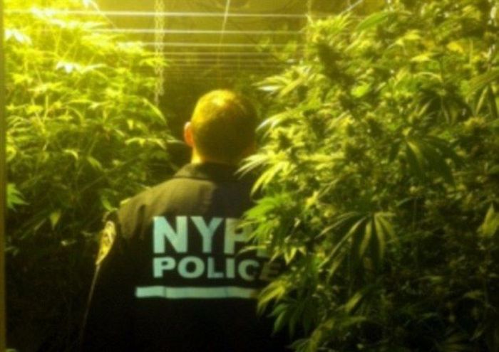 Marijuana Plantation in Bronx (6 pics)