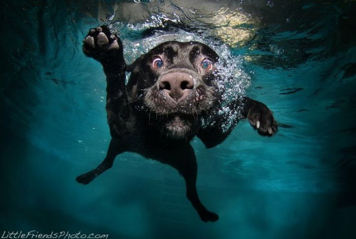 Underwater Dogs (18 pics)