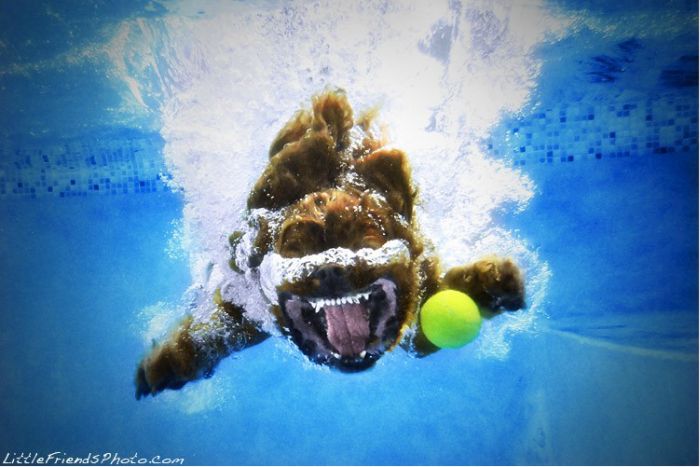 Underwater Dogs (18 pics)