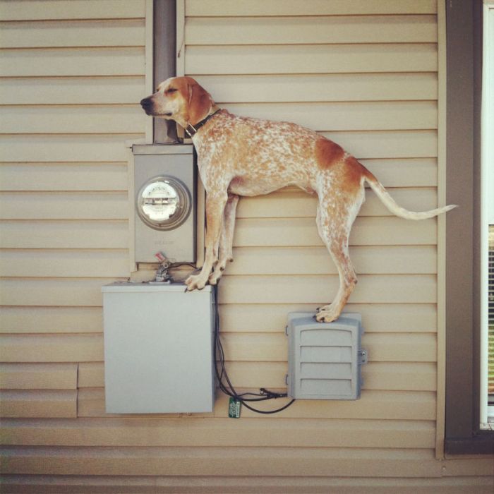 Dog Photos (20 pics)