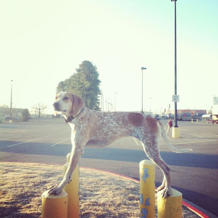 Dog Photos (20 pics)