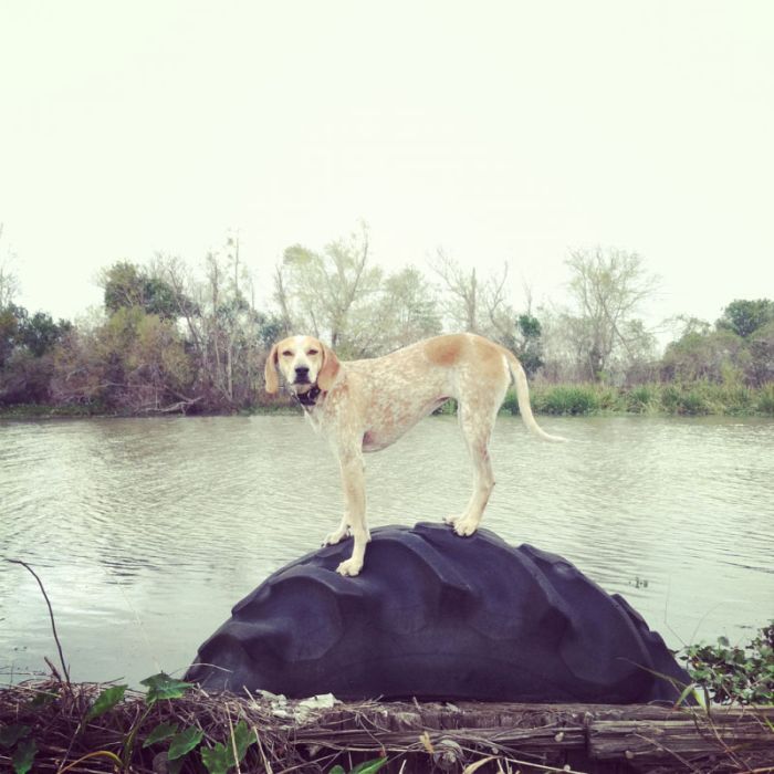Dog Photos (20 pics)