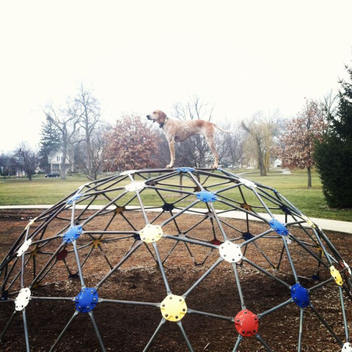 Dog Photos (20 pics)
