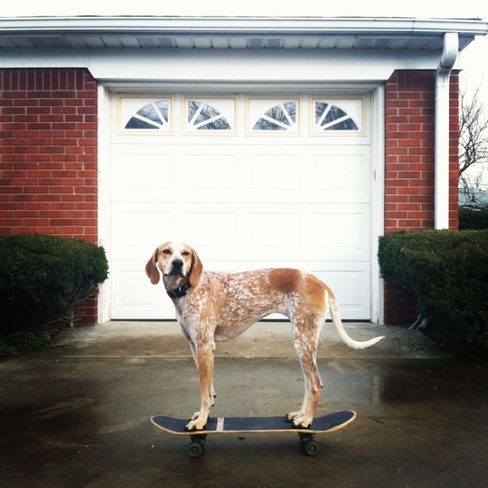 Dog Photos (20 pics)