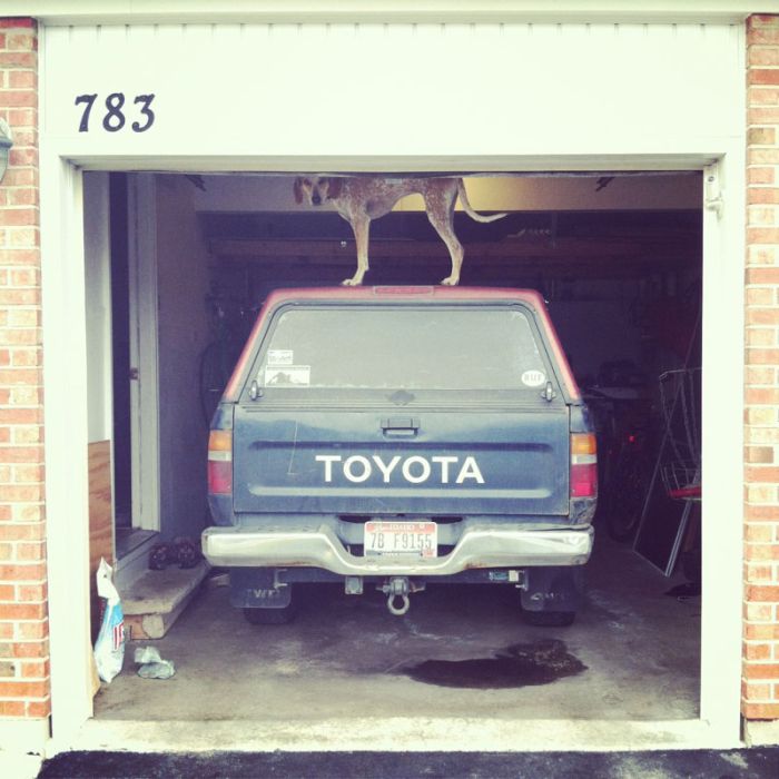 Dog Photos (20 pics)