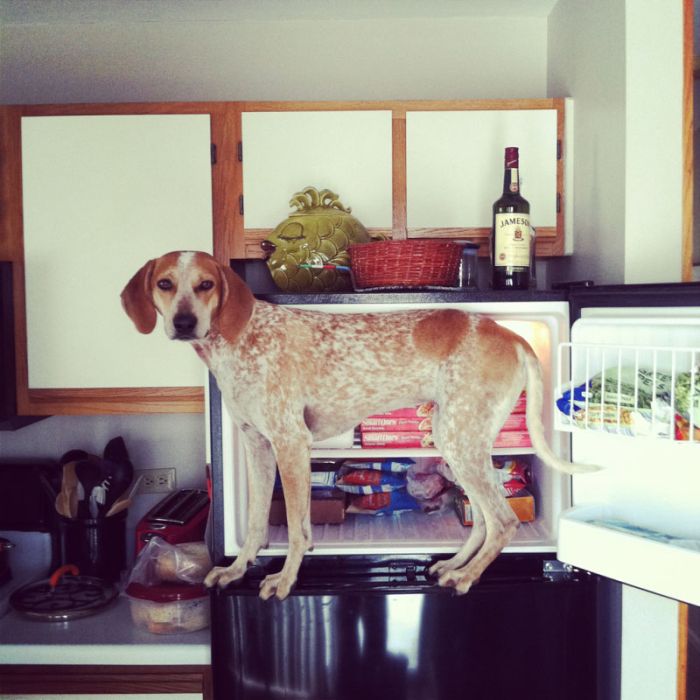 Dog Photos (20 pics)