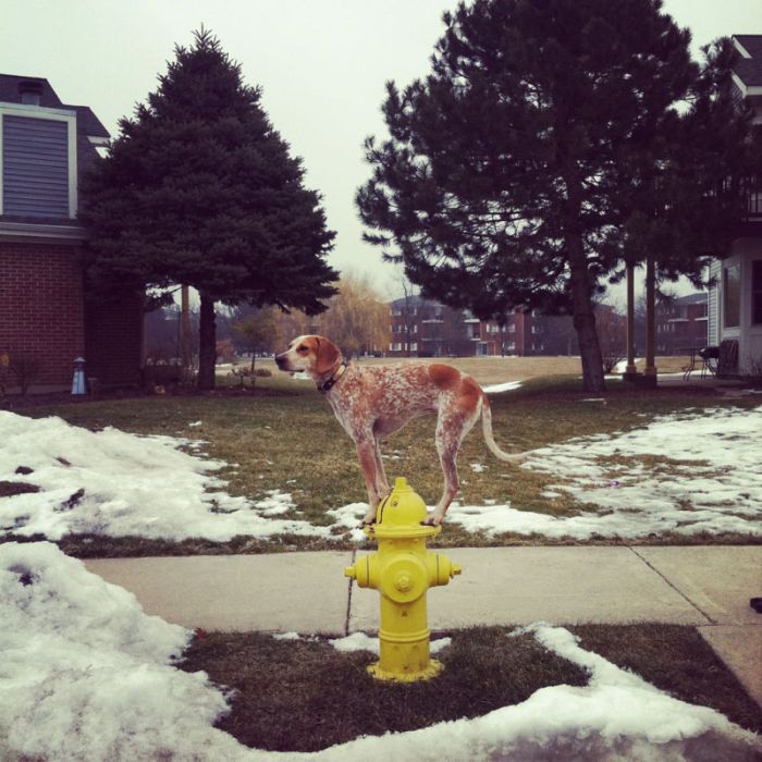 Dog Photos (20 pics)