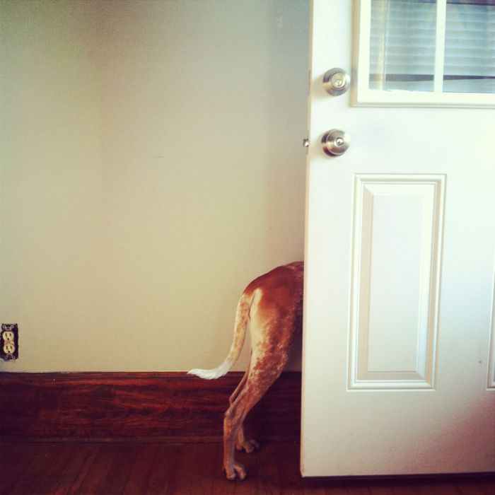 Dog Photos (20 pics)