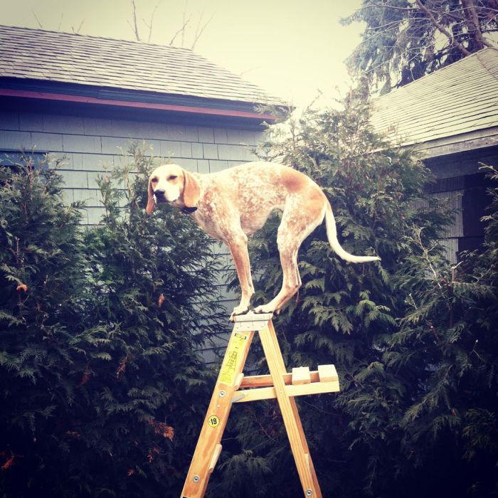 Dog Photos (20 pics)
