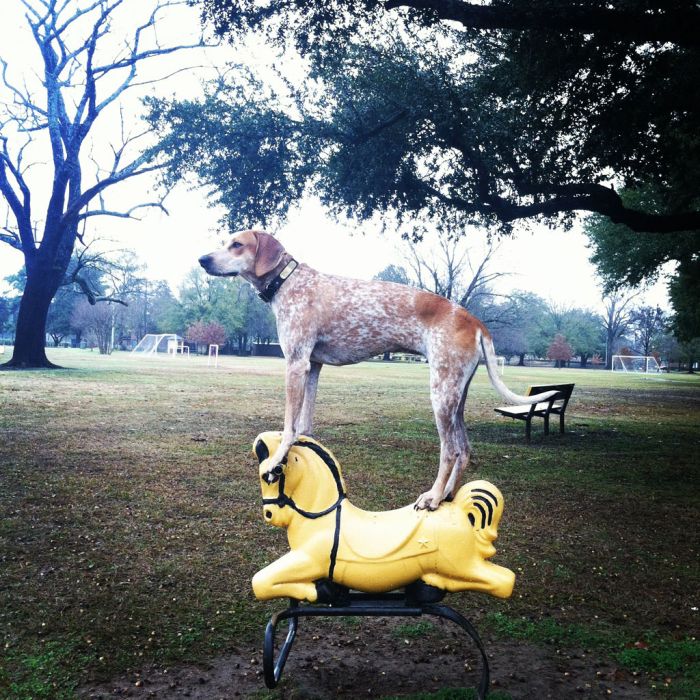 Dog Photos (20 pics)