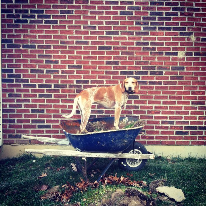 Dog Photos (20 pics)