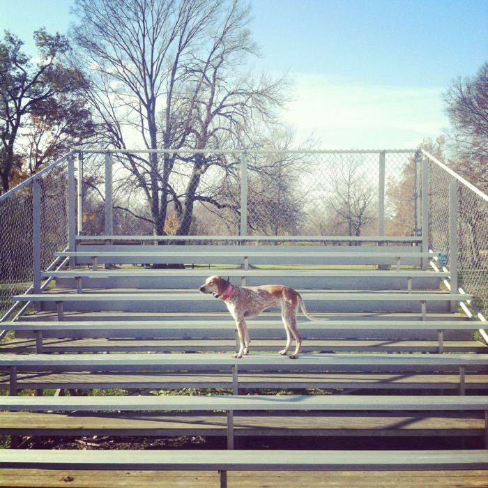 Dog Photos (20 pics)