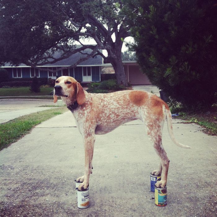 Dog Photos (20 pics)