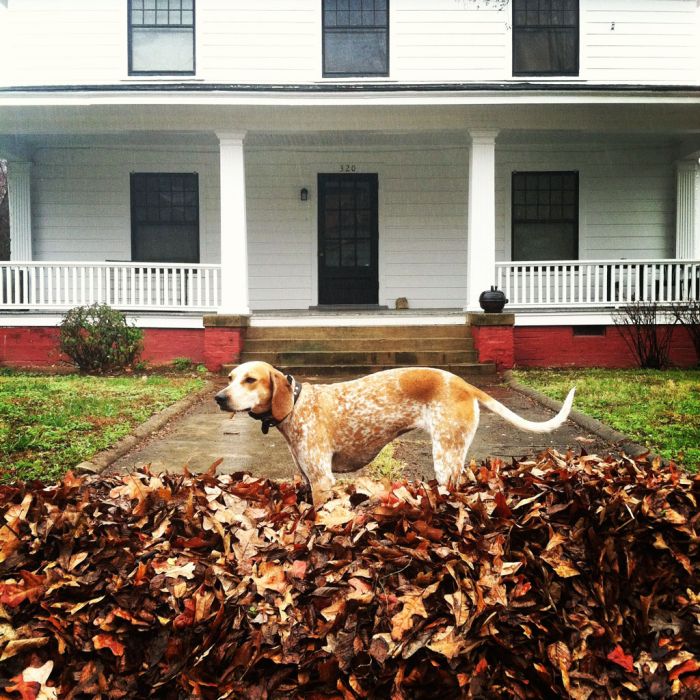 Dog Photos (20 pics)